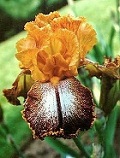 Les Iris plicata - une longue histoire et un bel exemple d'évolution Kilt_l11