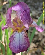 Les Iris plicata - une longue histoire et un bel exemple d'évolution Madame11