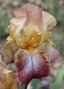 Les Iris plicata - une longue histoire et un bel exemple d'évolution Magicc11