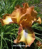 Les Iris plicata - une longue histoire et un bel exemple d'évolution My_hon10