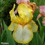 Les Iris plicata - une longue histoire et un bel exemple d'évolution Rodeo-10