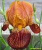 Iris 'Fanfaron' - Hager 1988 Tabasc10