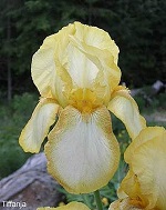 Les Iris plicata - une longue histoire et un bel exemple d'évolution Tiffan13