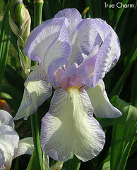 Les Iris plicata - une longue histoire et un bel exemple d'évolution True-c10