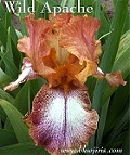 Les Iris plicata - une longue histoire et un bel exemple d'évolution Wildap11