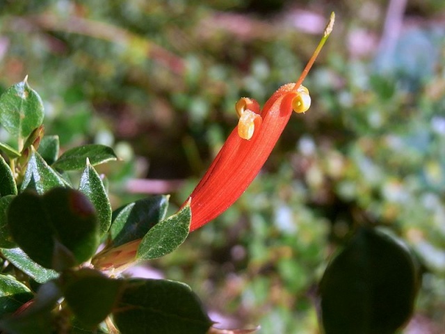 Phyla nodiflora, Lambertia uniflora, Jacquemontia pentanthos, Grevillea wickamii [devinette] X10