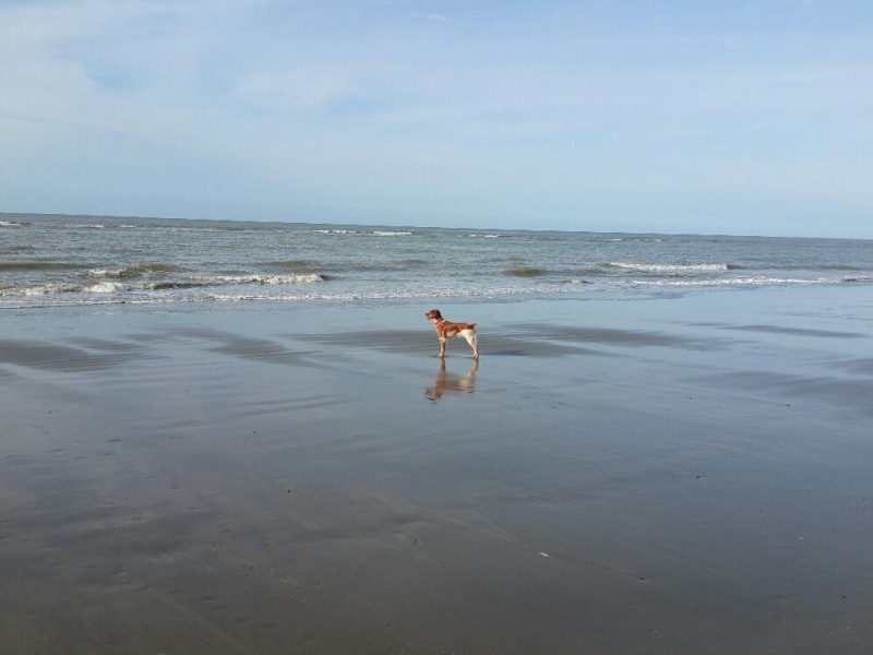 vacances en baie de Somme  Cayeux11