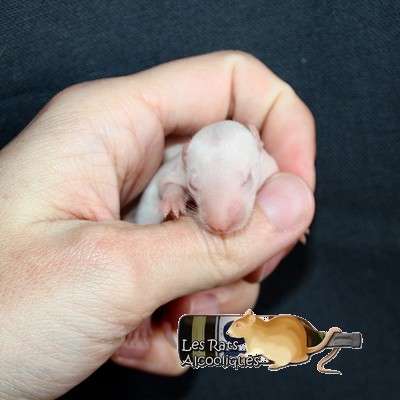 [31] ALC Apple Jack x ALC Suze - 04/12/2015 Img_2317