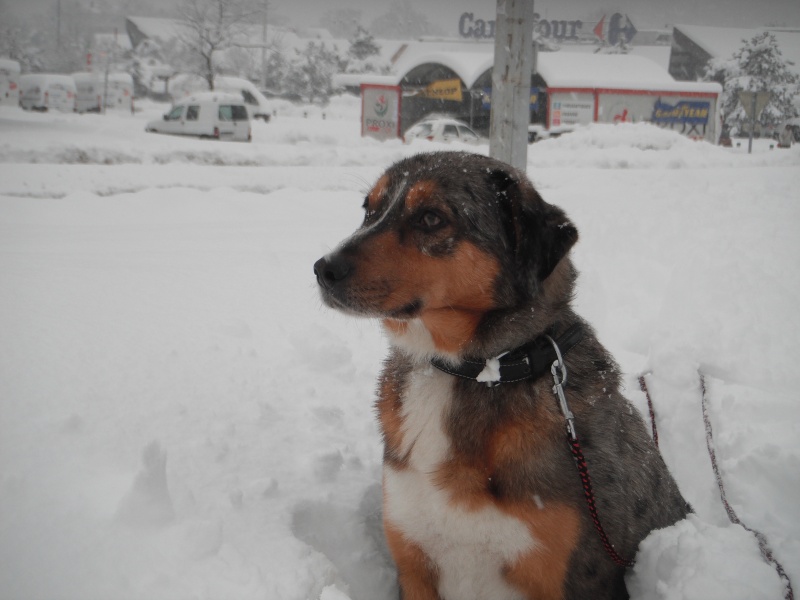 Mon ours dans la neige viendra le tour de la choupette  Dscf0212