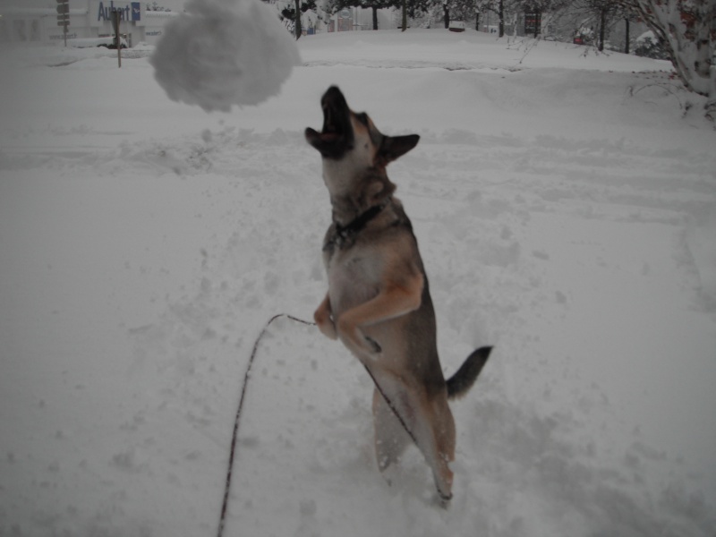 Concours photo chien hiver 2010/2011 - GROUPE 3 Dscf0215