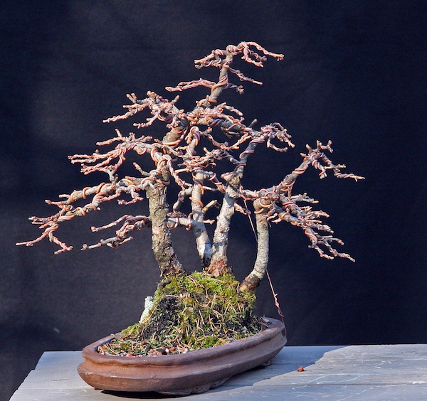 Restyling an old shohin Larch group Front_10