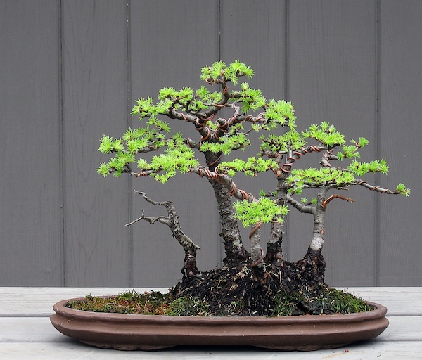 Restyling an old shohin Larch group Larch_12