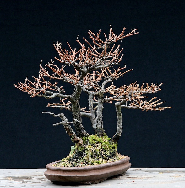 Restyling an old shohin Larch group Larix_10