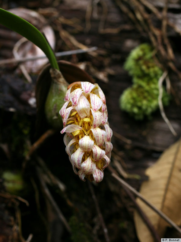 Checklist bulbophyllum of Thailand..........1 Bulbop11