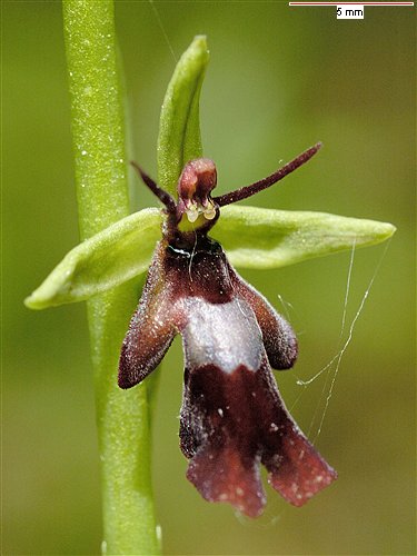 "Insect orchid"กล้วยไม้คล้ายแมลง... Ophrys11