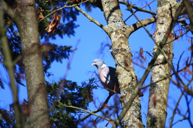 maitre ramier sur un arbre........ Img_3910