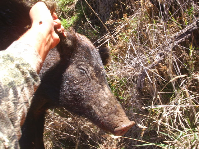 ONE MORE FOR THE FREEZER Pig_hu13