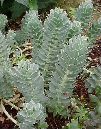 Euphorbia characias !!! 440-310