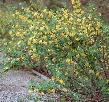 Ribes odoratum !!! 4736-310