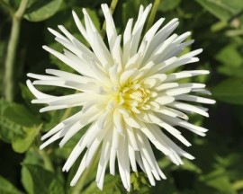 Dahlia 'Playa Blanca' !!! Articl10