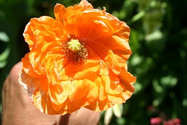 Histoire de coquelicot...Papaver rhoeas !!! - Page 2 Img_0040