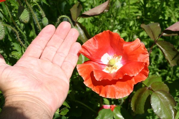 Histoire de coquelicot...Papaver rhoeas !!! - Page 2 Img_0044