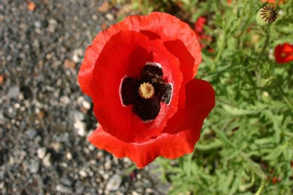 Histoire de coquelicot...Papaver rhoeas !!! - Page 2 Img_0066