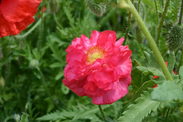 Histoire de coquelicot...Papaver rhoeas !!! - Page 2 Img_0073