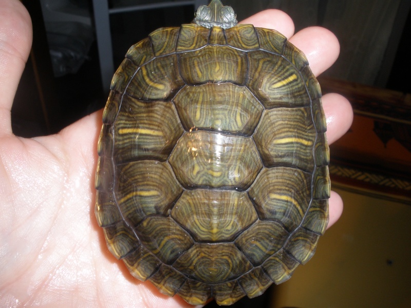 identification tortues Captur17
