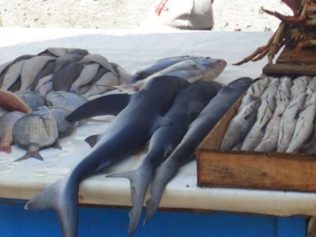 La pêche ,le poisson,le port,les marins à Mogador/Essouira 11560310