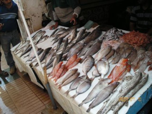 La pêche ,le poisson,le port,les marins à Mogador/Essouira 11566211
