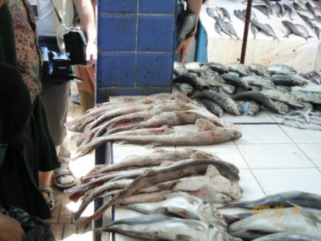 La pêche ,le poisson,le port,les marins à Mogador/Essouira 11566213