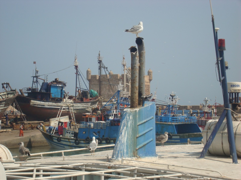 La pêche ,le poisson,le port,les marins à Mogador/Essouira Essaou38
