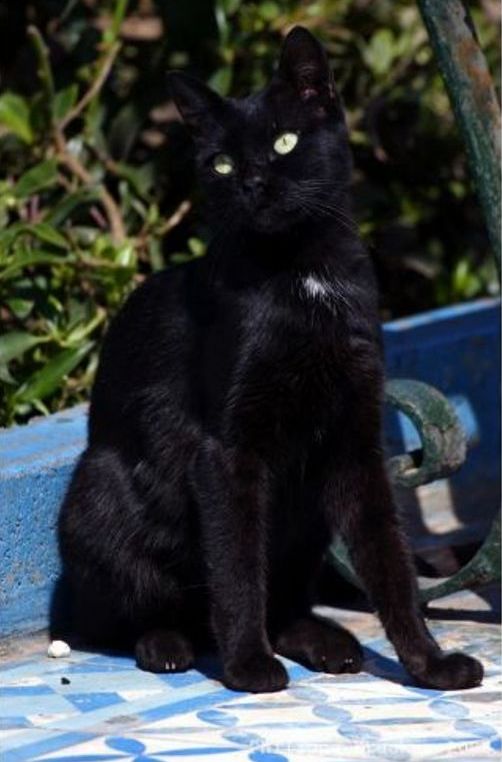 Les Chats d'Essouira Thumb_42