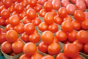 غرس مساحة تقارب 2.200 هكتار طماطم صناعية بقالمة Tomate10