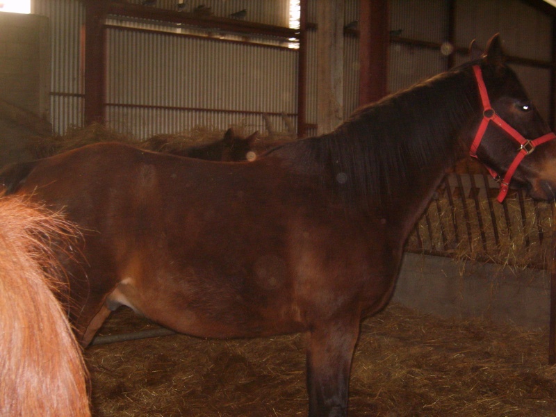 BOUQUET trotteur  HONGRE BAI   21 ans Bouque11