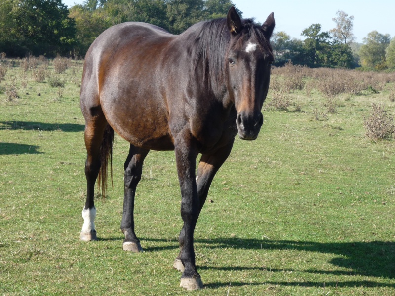 BOUQUET trotteur  HONGRE BAI   21 ans Bouque12