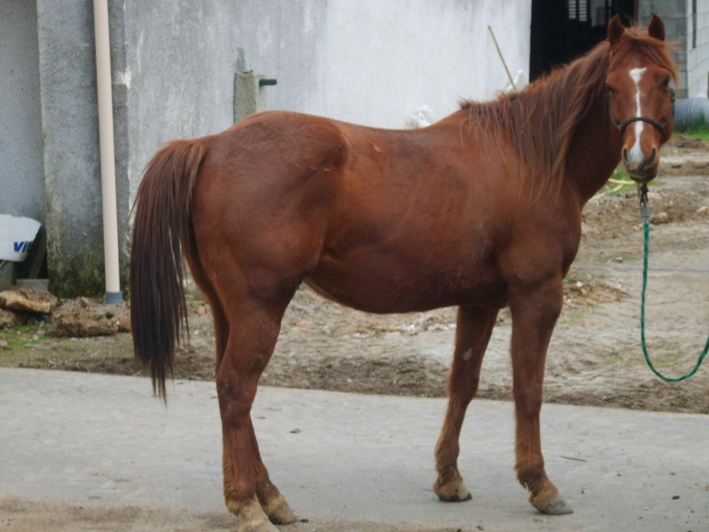Twister, 12 ans, quater horse Twiste10