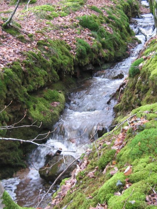 Forêt communale de Flers 29_03_10