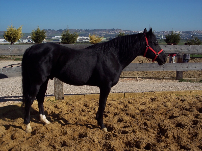 quarter horse - Pagina 3 3010