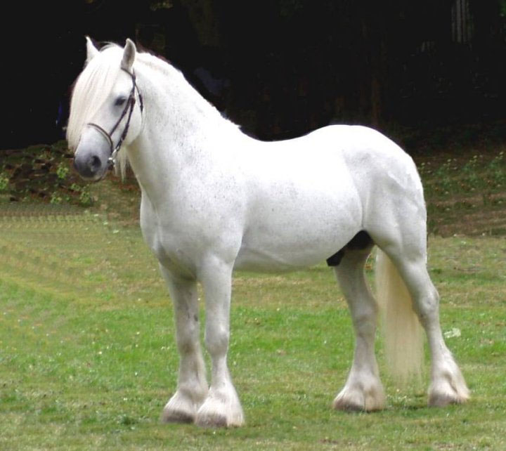 pony connemara Pony10