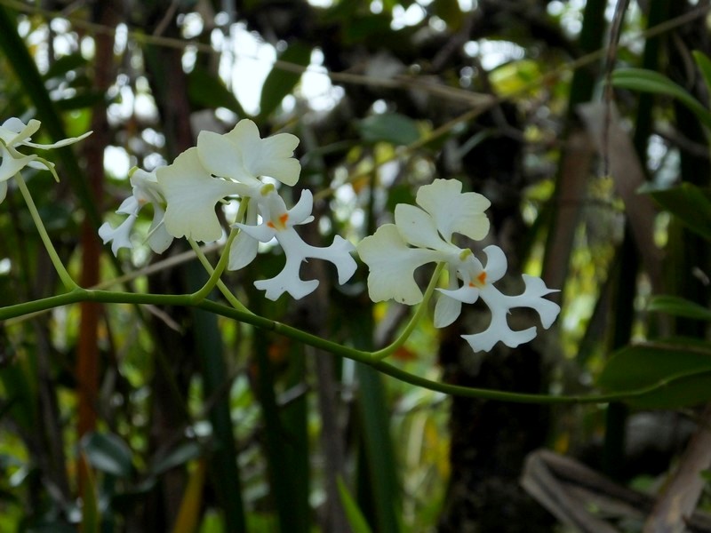 La Réunion automne 2015 71_cry11