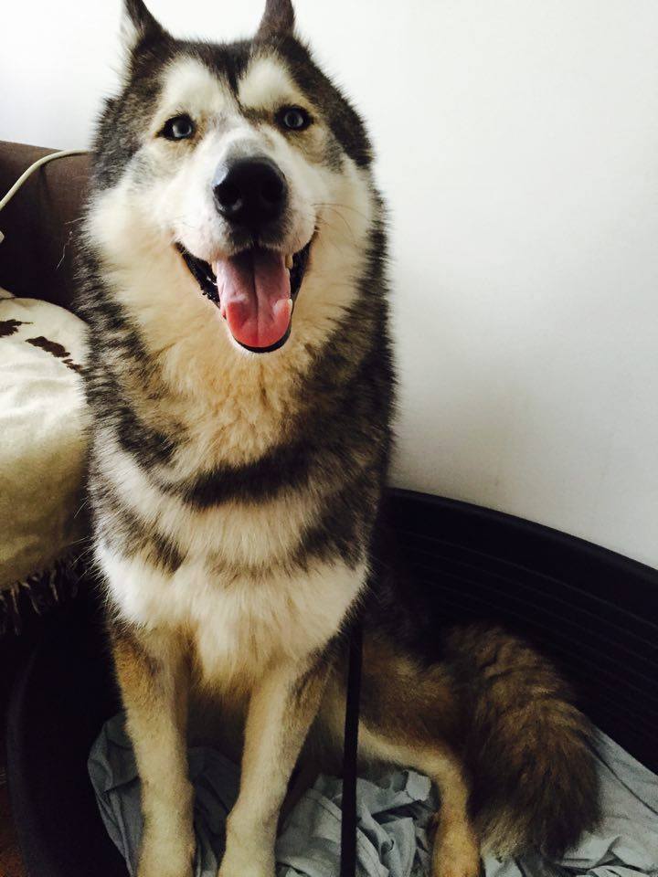 Chouky, Husky 6 ans ASSO39 ADOPTE 12508710