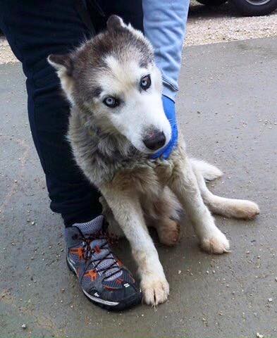 Sauvetage! Taiga, femelle Husky REFU39 12509610