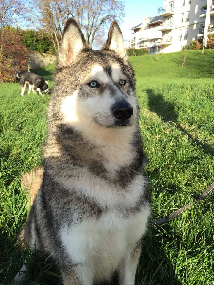 Chouky, Husky 6 ans ASSO39 ADOPTE 12509910