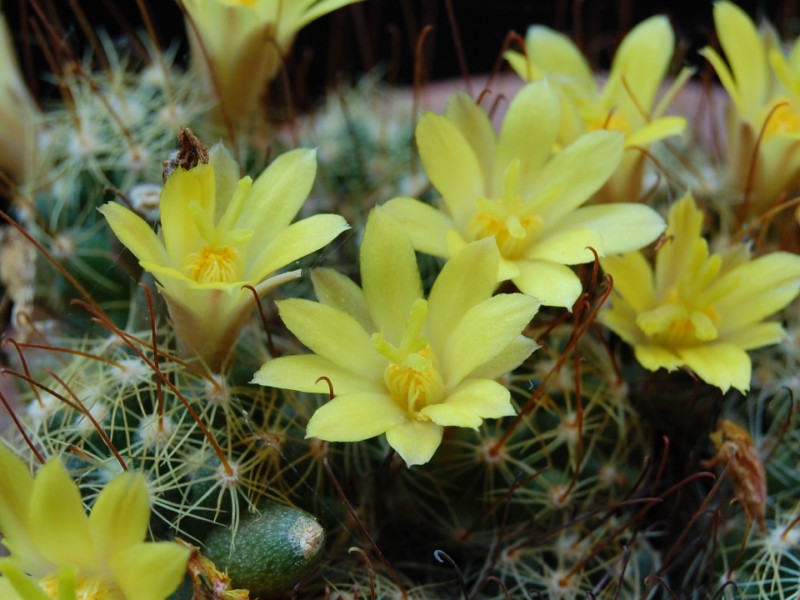 Mammillaria surculosa 2884-211