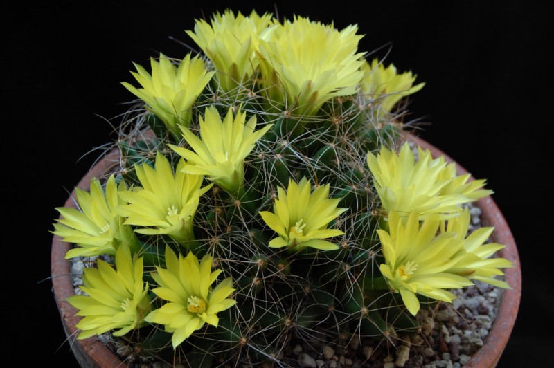 Mammillaria longimamma 3048-210