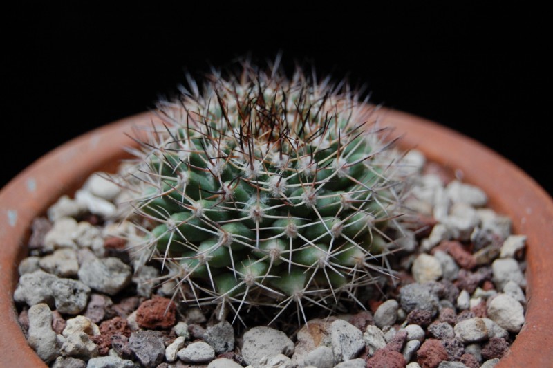 Mammillaria petrophila 3477-210