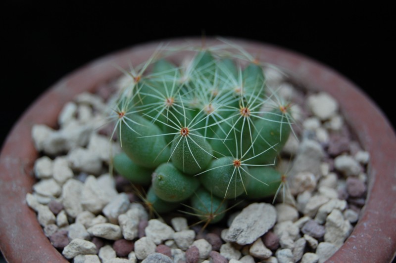 Mammillaria sphaerica 6219-210