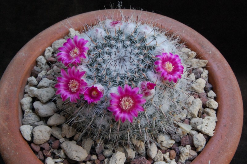 Mammillaria hahniana 6272-210